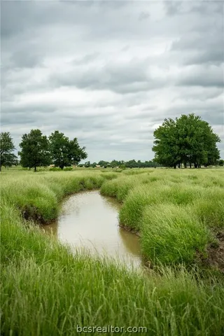 a view of a garden with plants and large trees