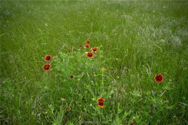 a view of a flower in a garden