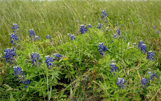 a view of a field with an ocean