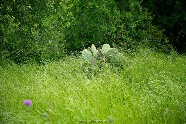 a view of a field with an empty room