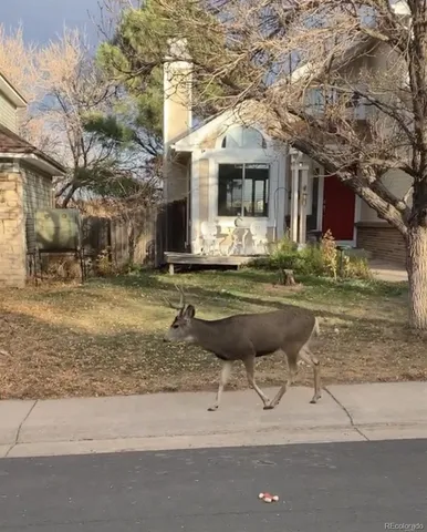 $549,900 | 7752 Halleys Drive, Littleton, CO 80125