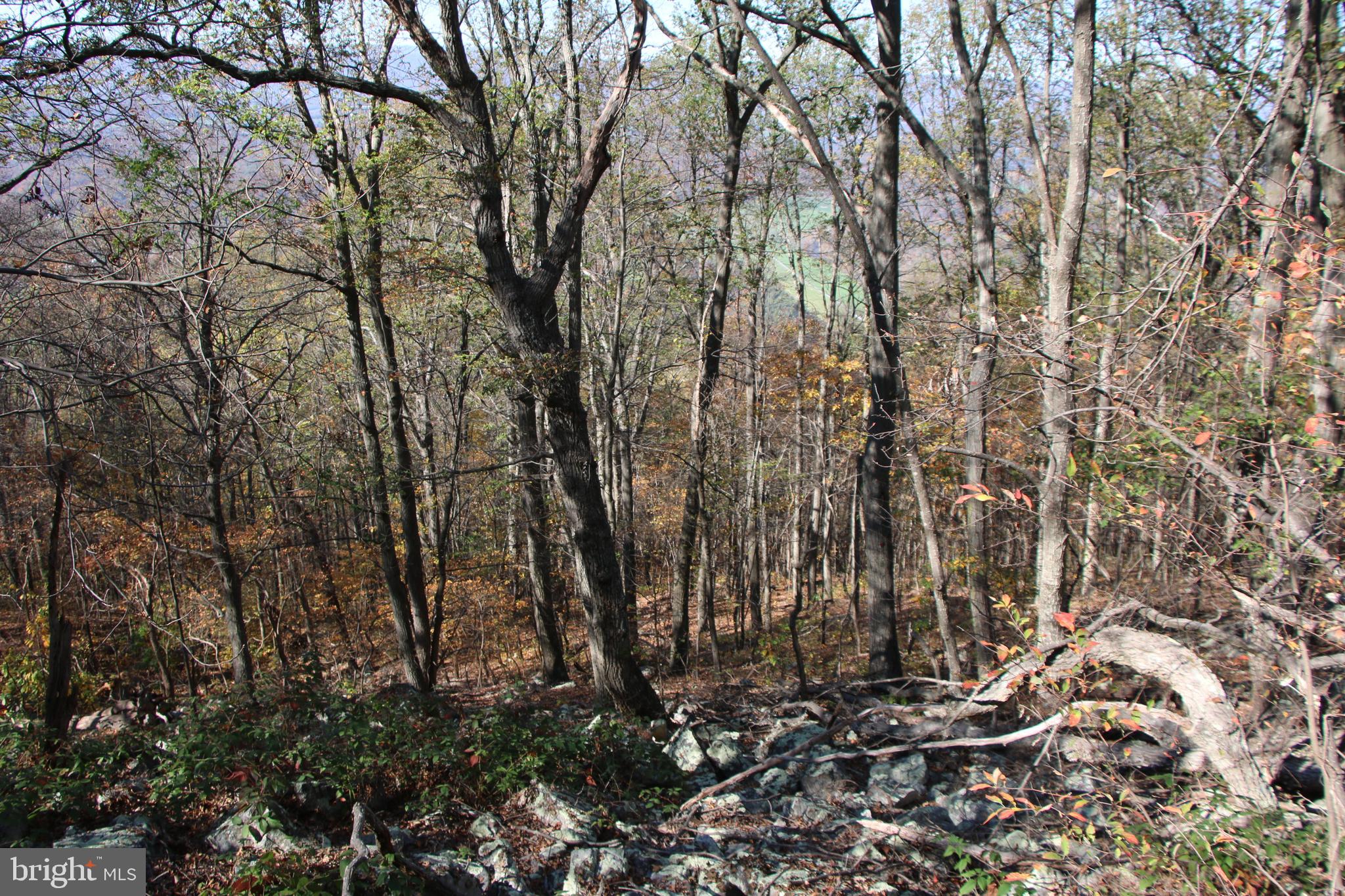 Cedar Road Strasburg, VA 22657 - Photo 11 of 41