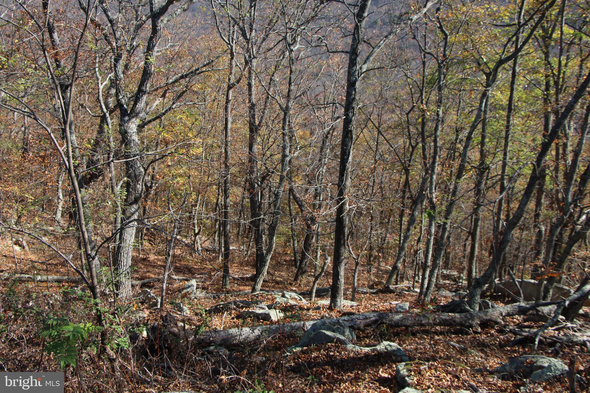 Cedar Road Strasburg, VA 22657 - Photo 12 of 41