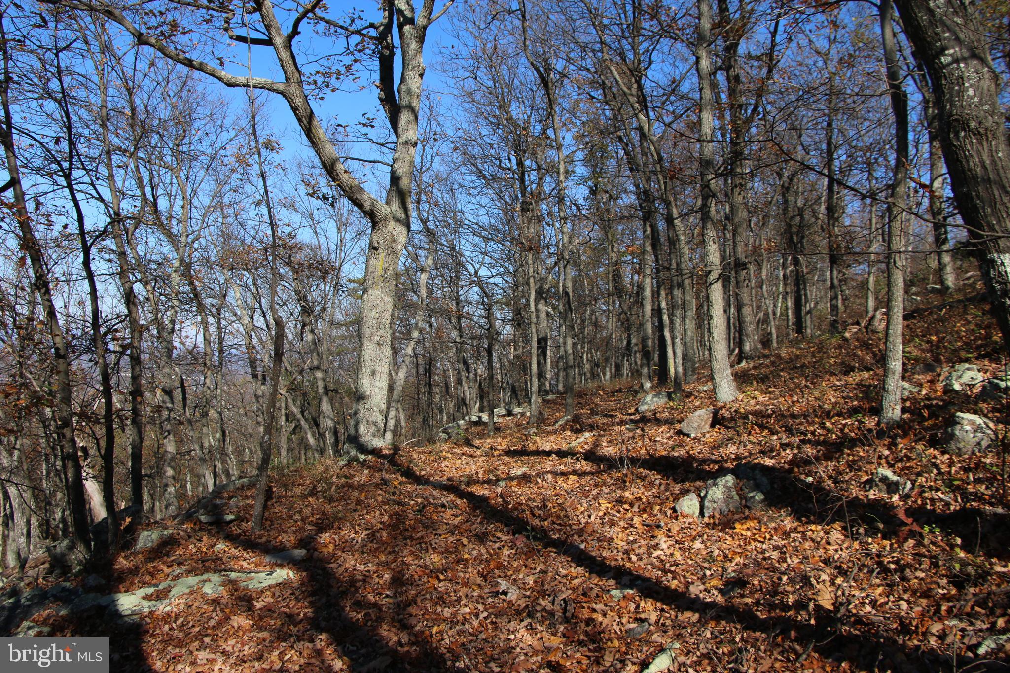 Cedar Road Strasburg, VA 22657 - Photo 13 of 41