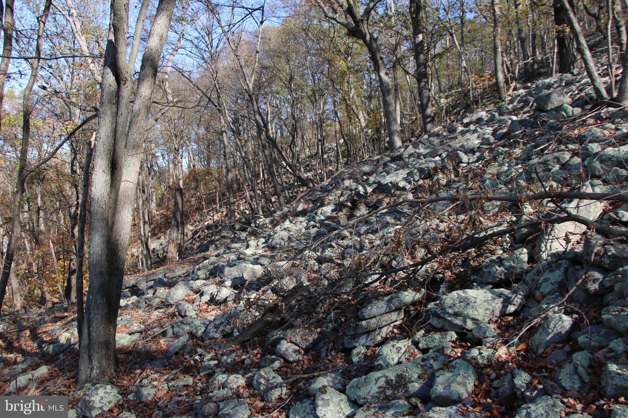 Cedar Road Strasburg, VA 22657 - Photo 15 of 41