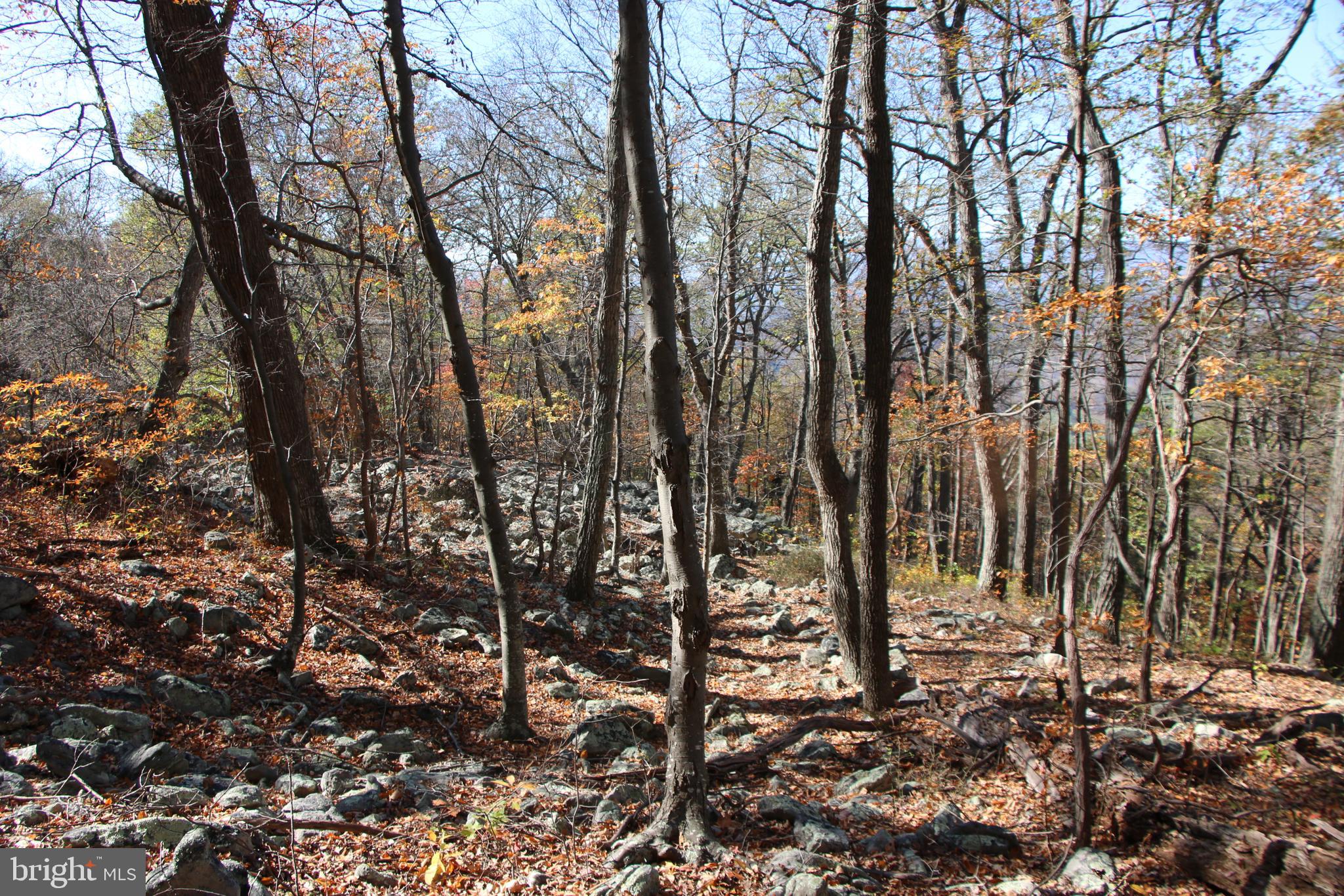 Cedar Road Strasburg, VA 22657 - Photo 16 of 41