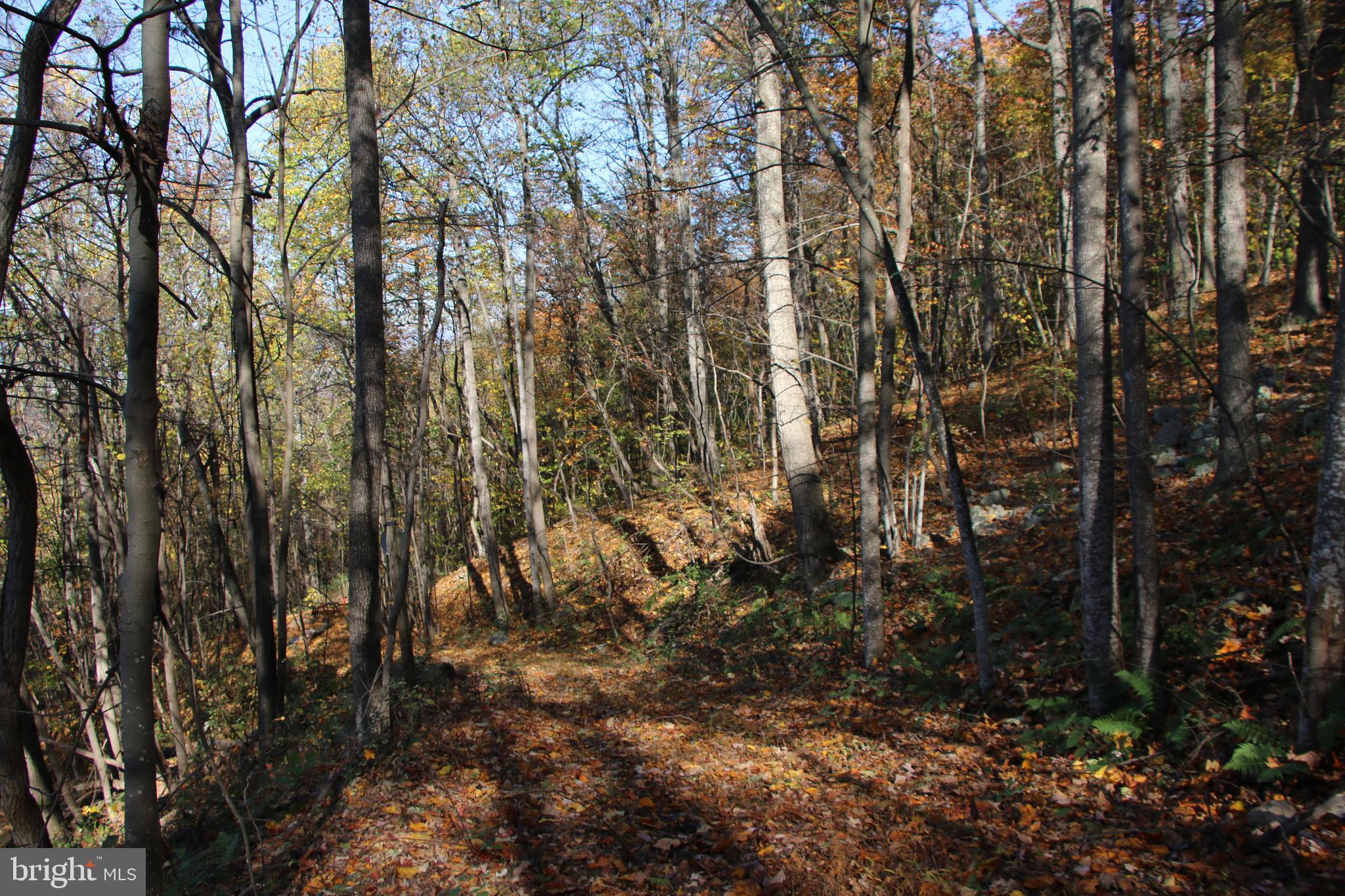 Cedar Road Strasburg, VA 22657 - Photo 20 of 41