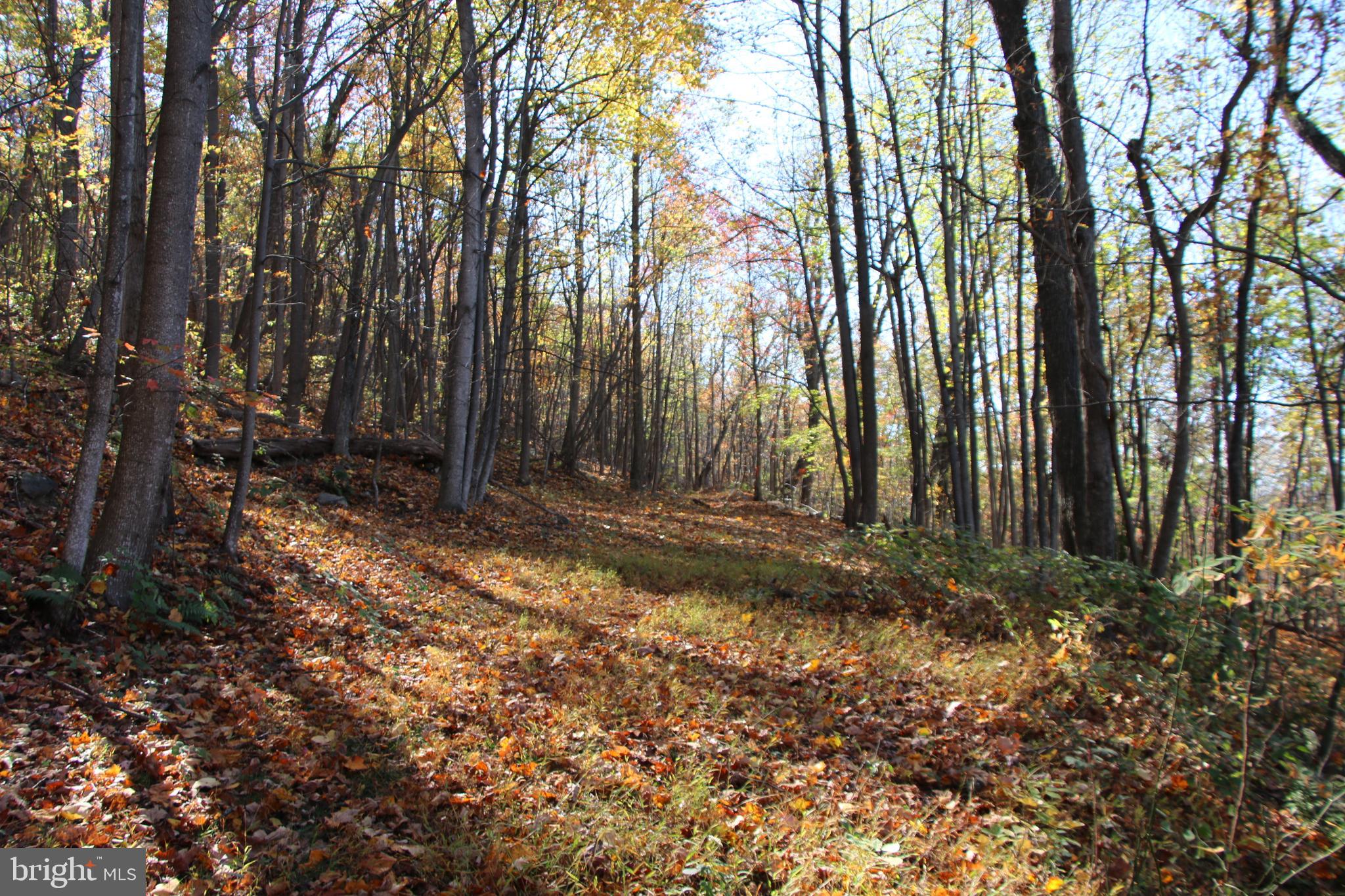 Cedar Road Strasburg, VA 22657 - Photo 24 of 41