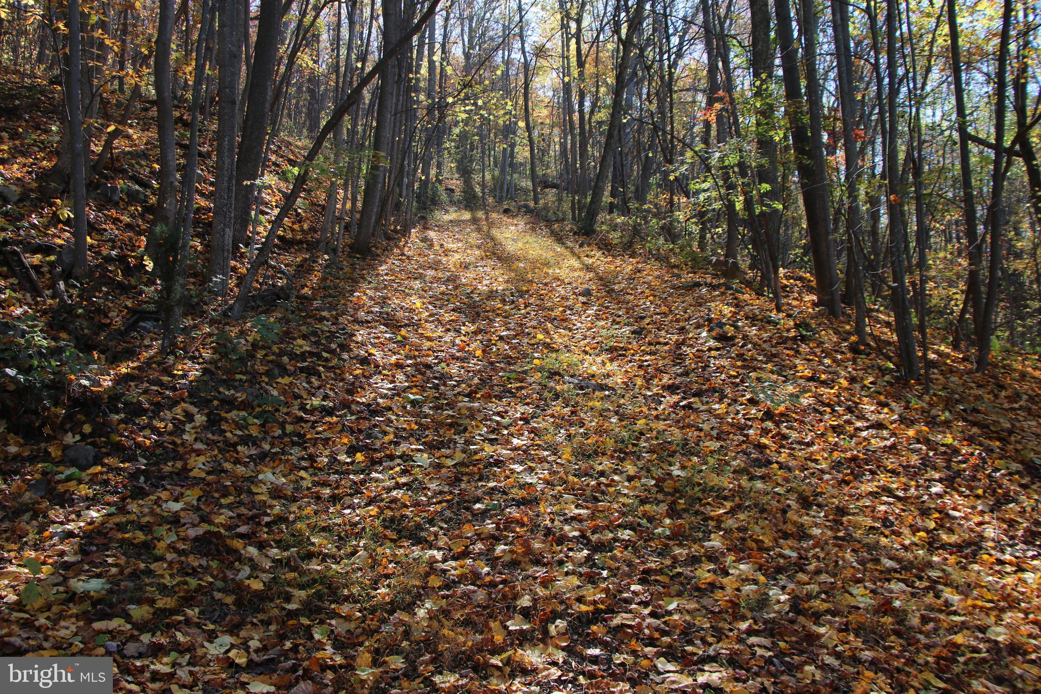 Cedar Road Strasburg, VA 22657 - Photo 25 of 41