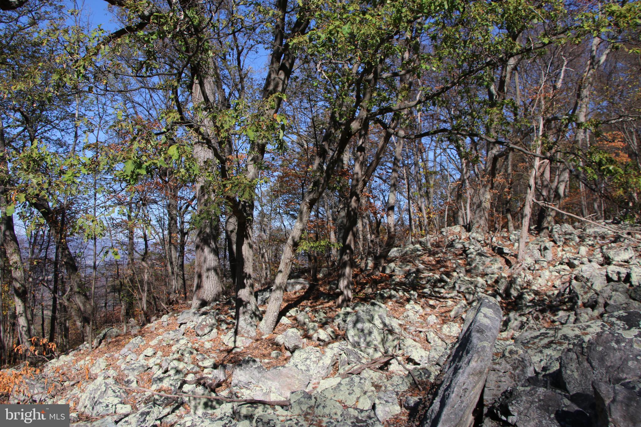 Cedar Road Strasburg, VA 22657 - Photo 26 of 41