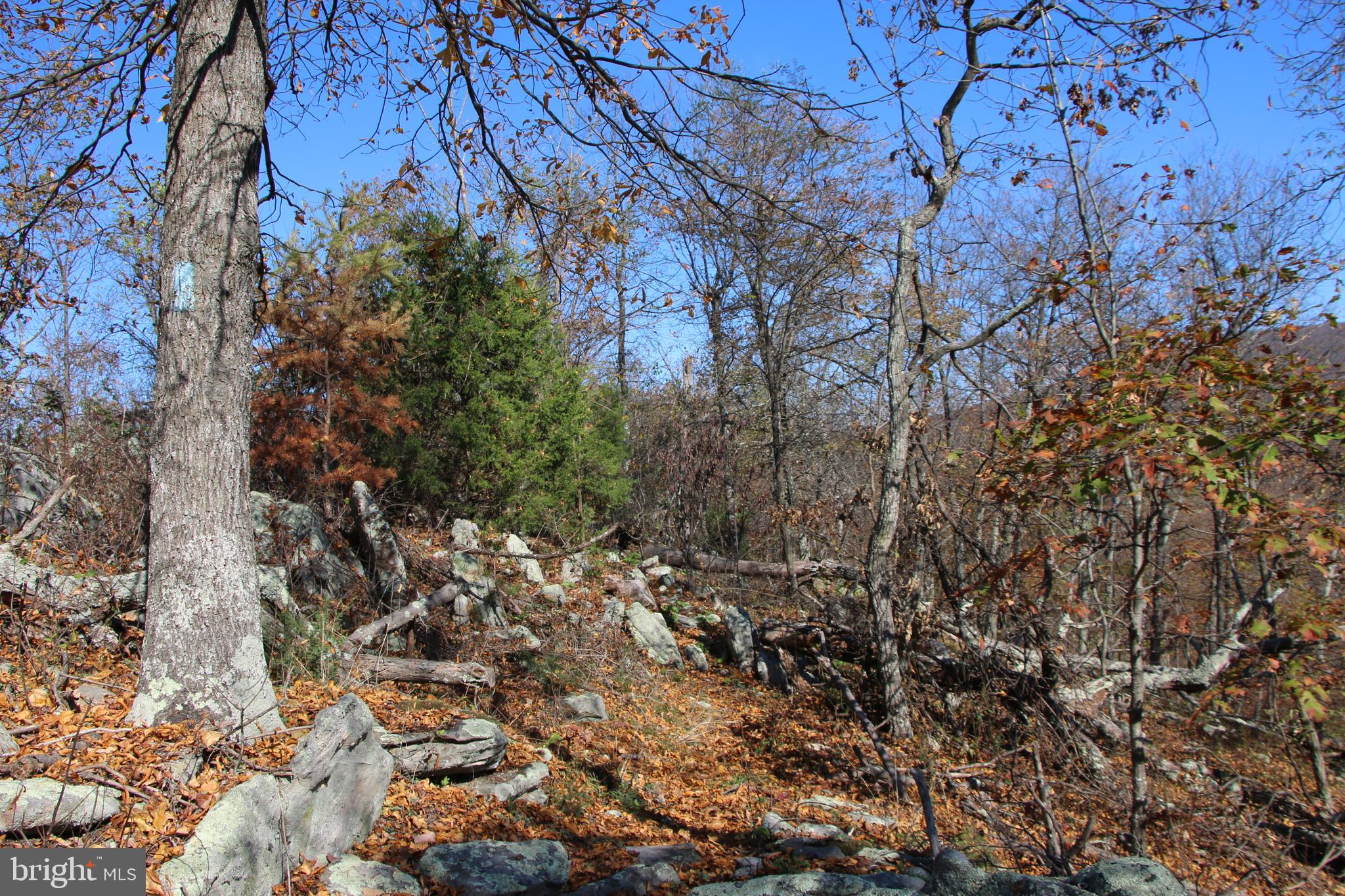 Cedar Road Strasburg, VA 22657 - Photo 29 of 41