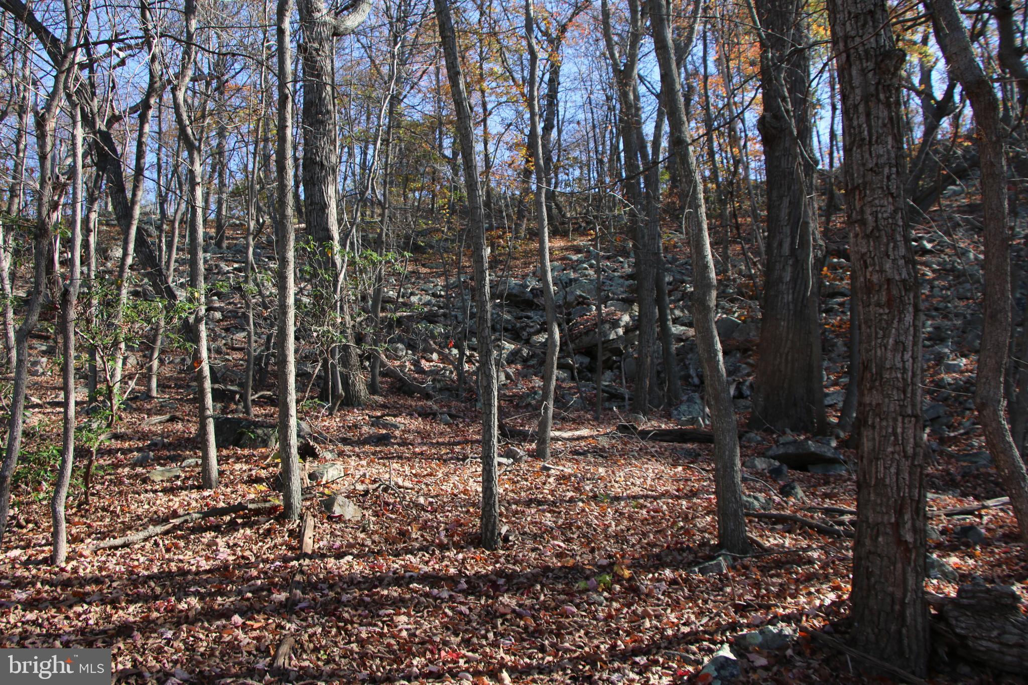 Cedar Road Strasburg, VA 22657 - Photo 3 of 41