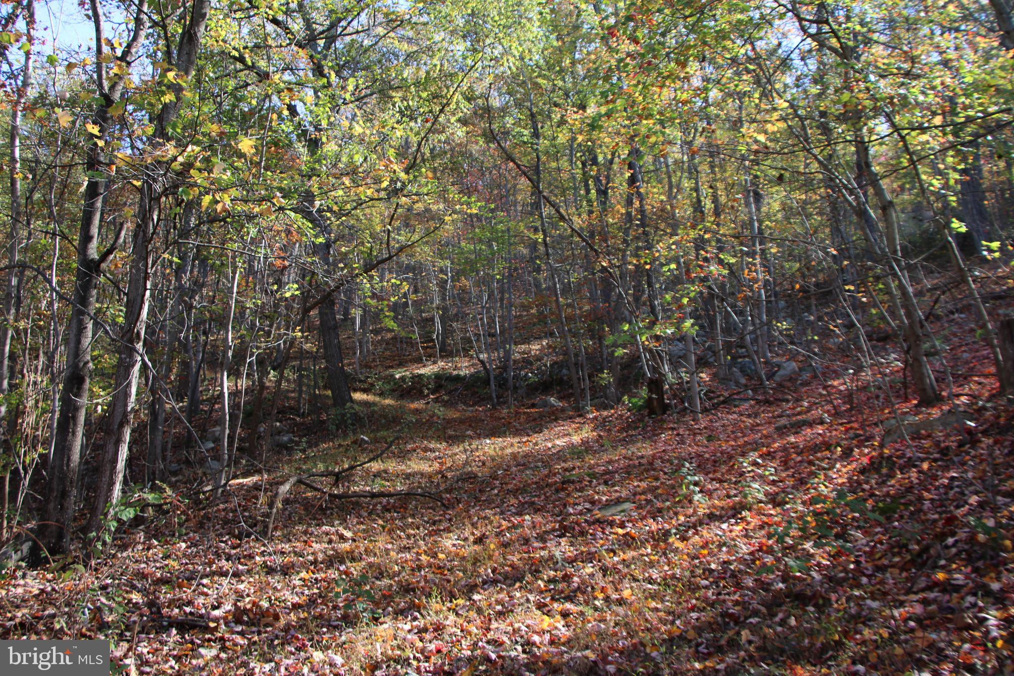 Cedar Road Strasburg, VA 22657 - Photo 31 of 41