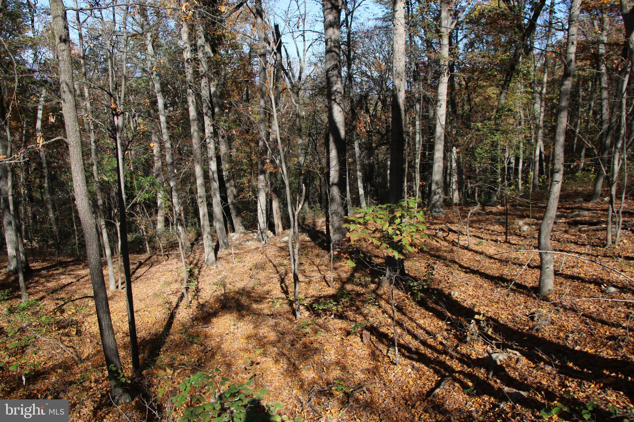 Cedar Road Strasburg, VA 22657 - Photo 32 of 41