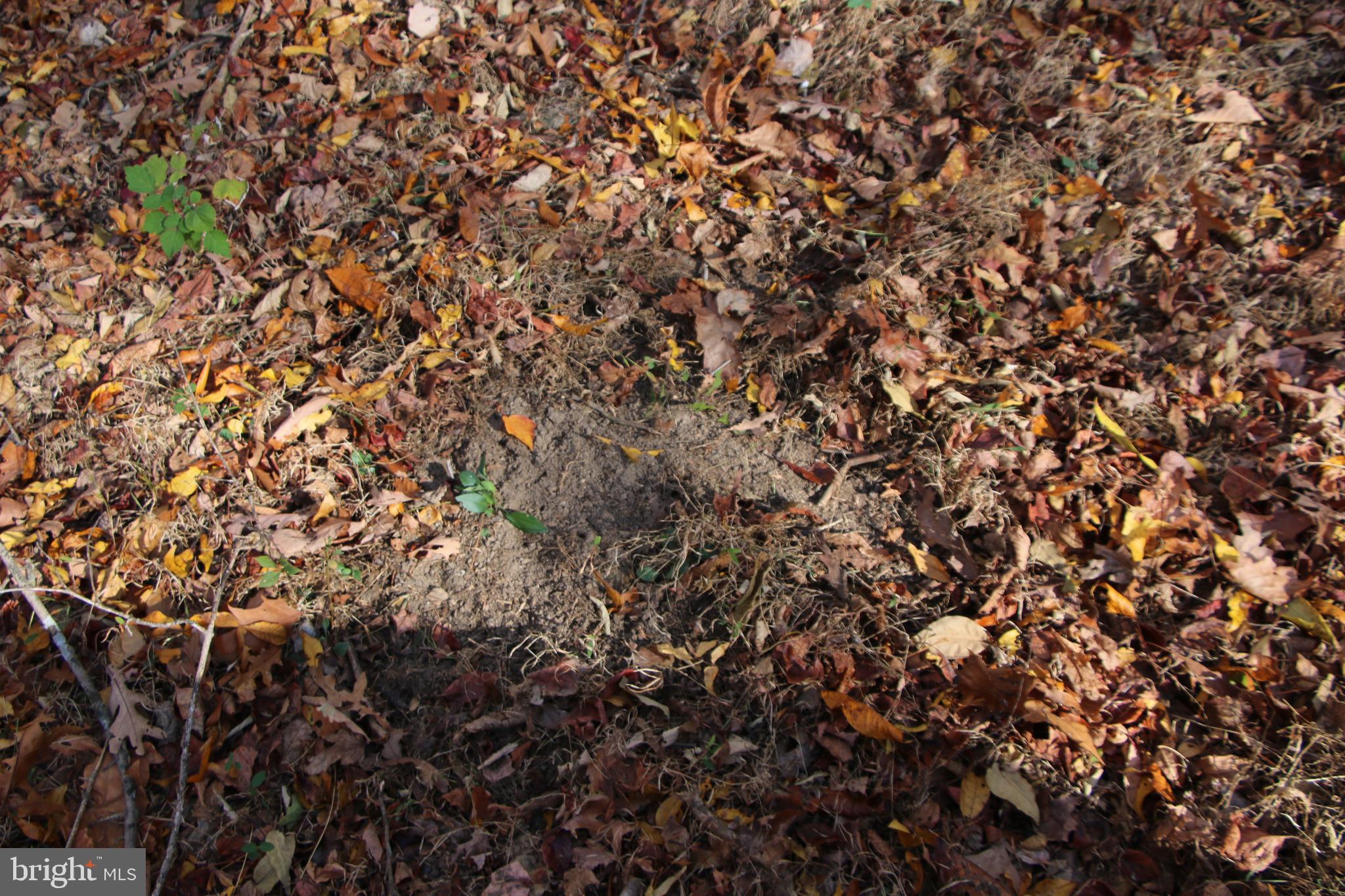 Cedar Road Strasburg, VA 22657 - Photo 34 of 41