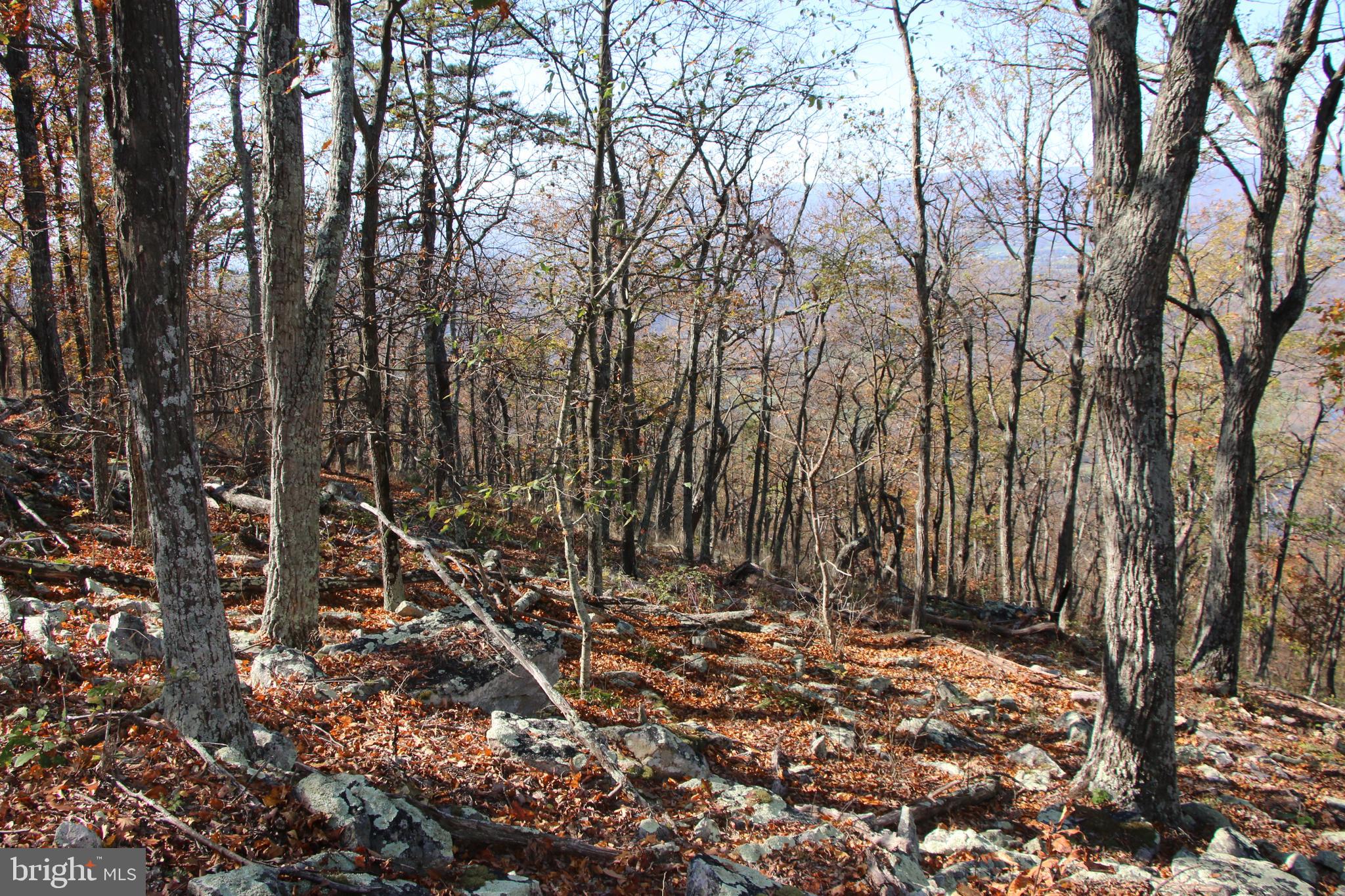 Cedar Road Strasburg, VA 22657 - Photo 5 of 41