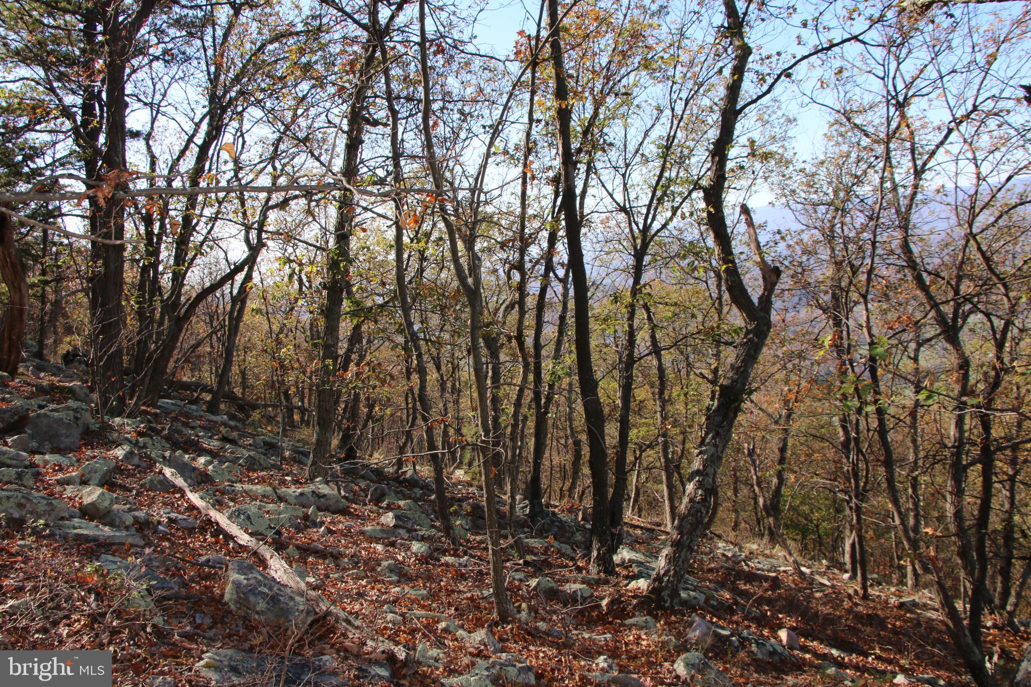 Cedar Road Strasburg, VA 22657 - Photo 6 of 41