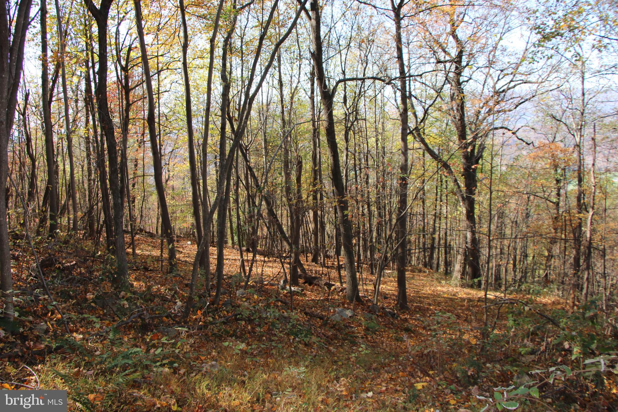 Cedar Road Strasburg, VA 22657 - Photo 7 of 41