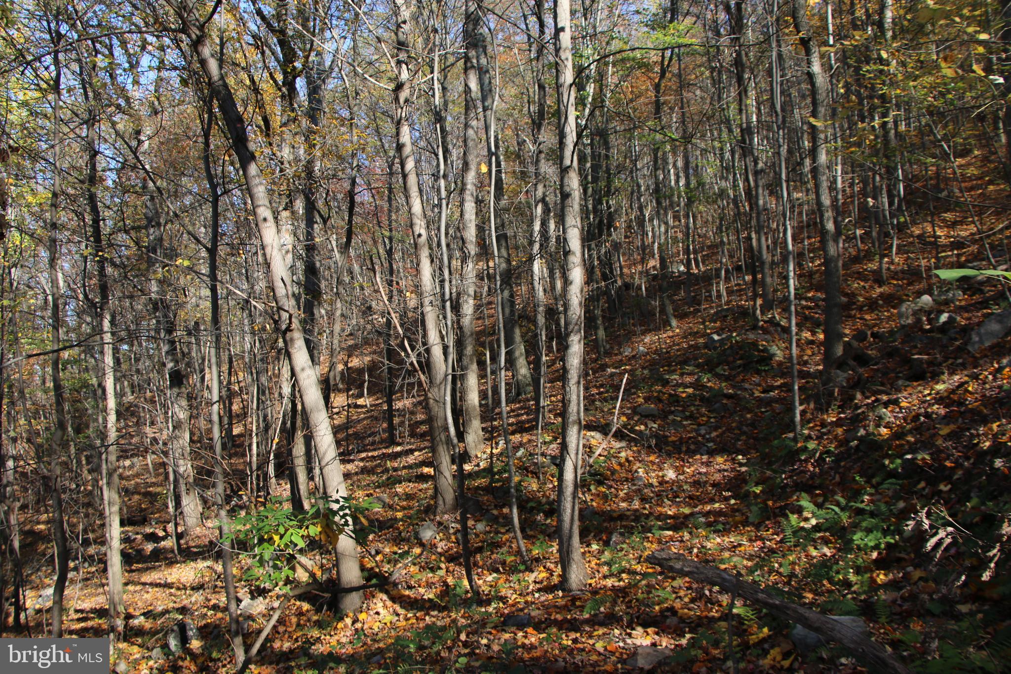 Cedar Road Strasburg, VA 22657 - Photo 8 of 41