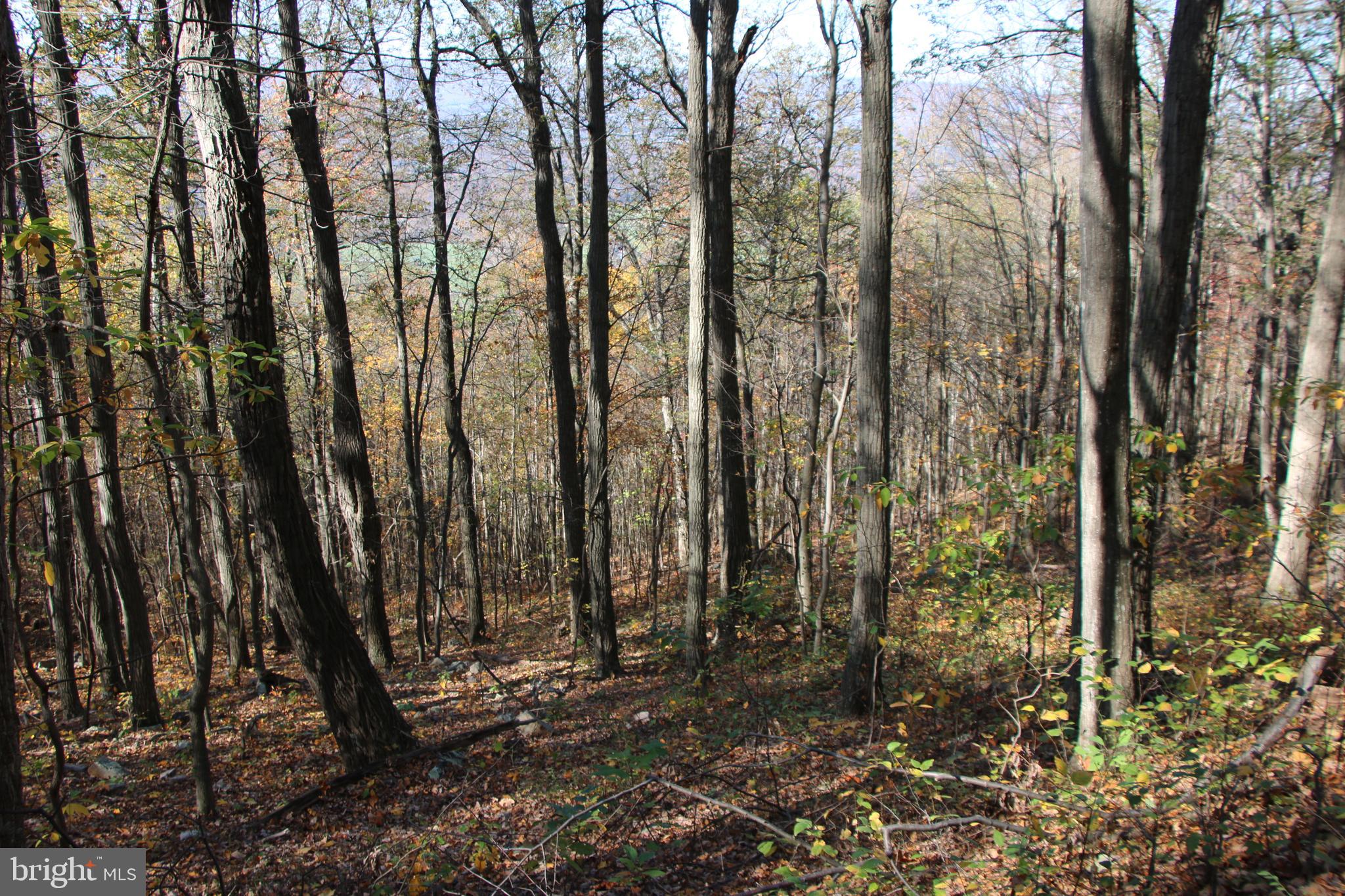 Cedar Road Strasburg, VA 22657 - Photo 9 of 41