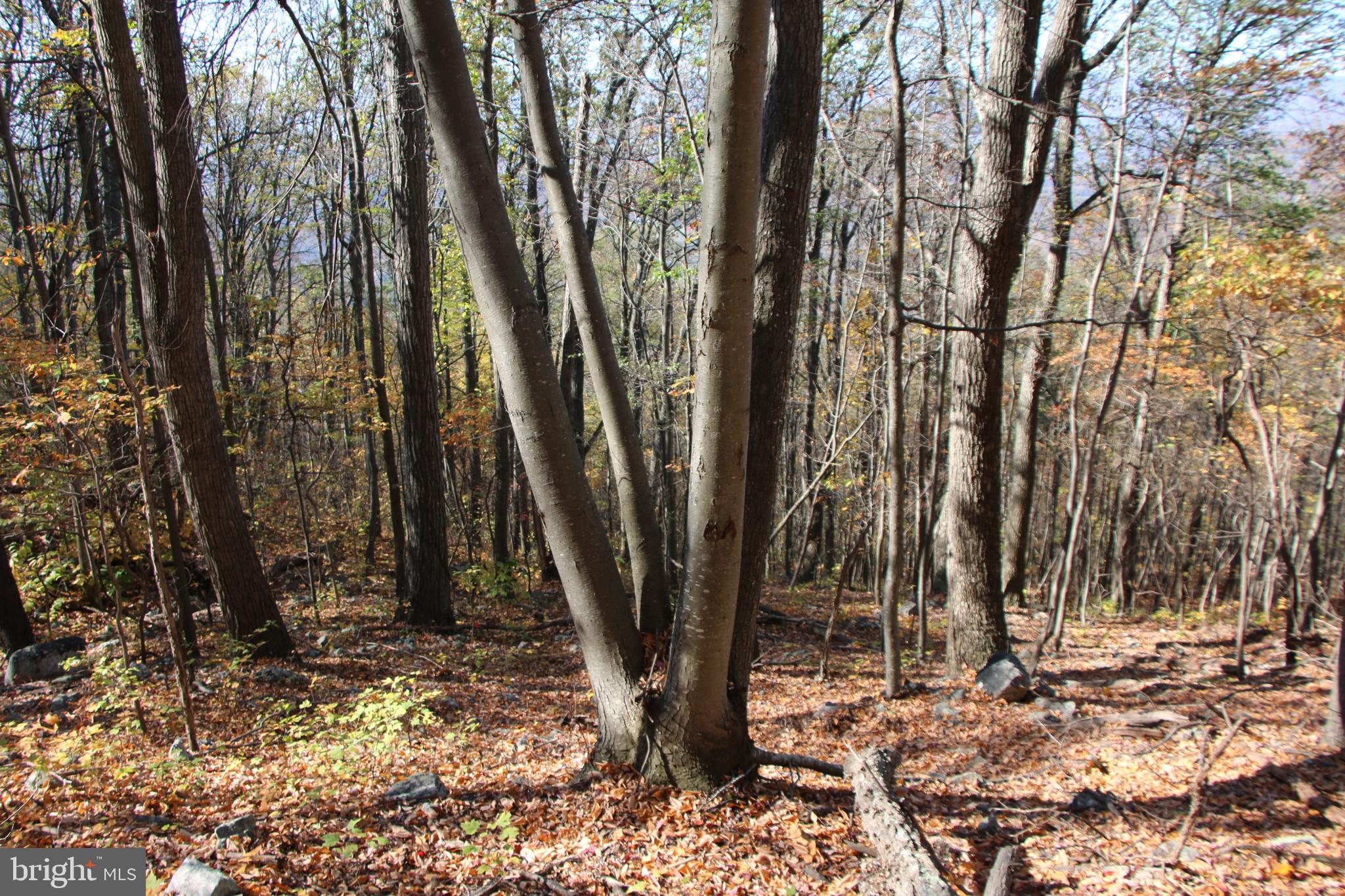 Cedar Road Strasburg, VA 22657 - Photo 10 of 41