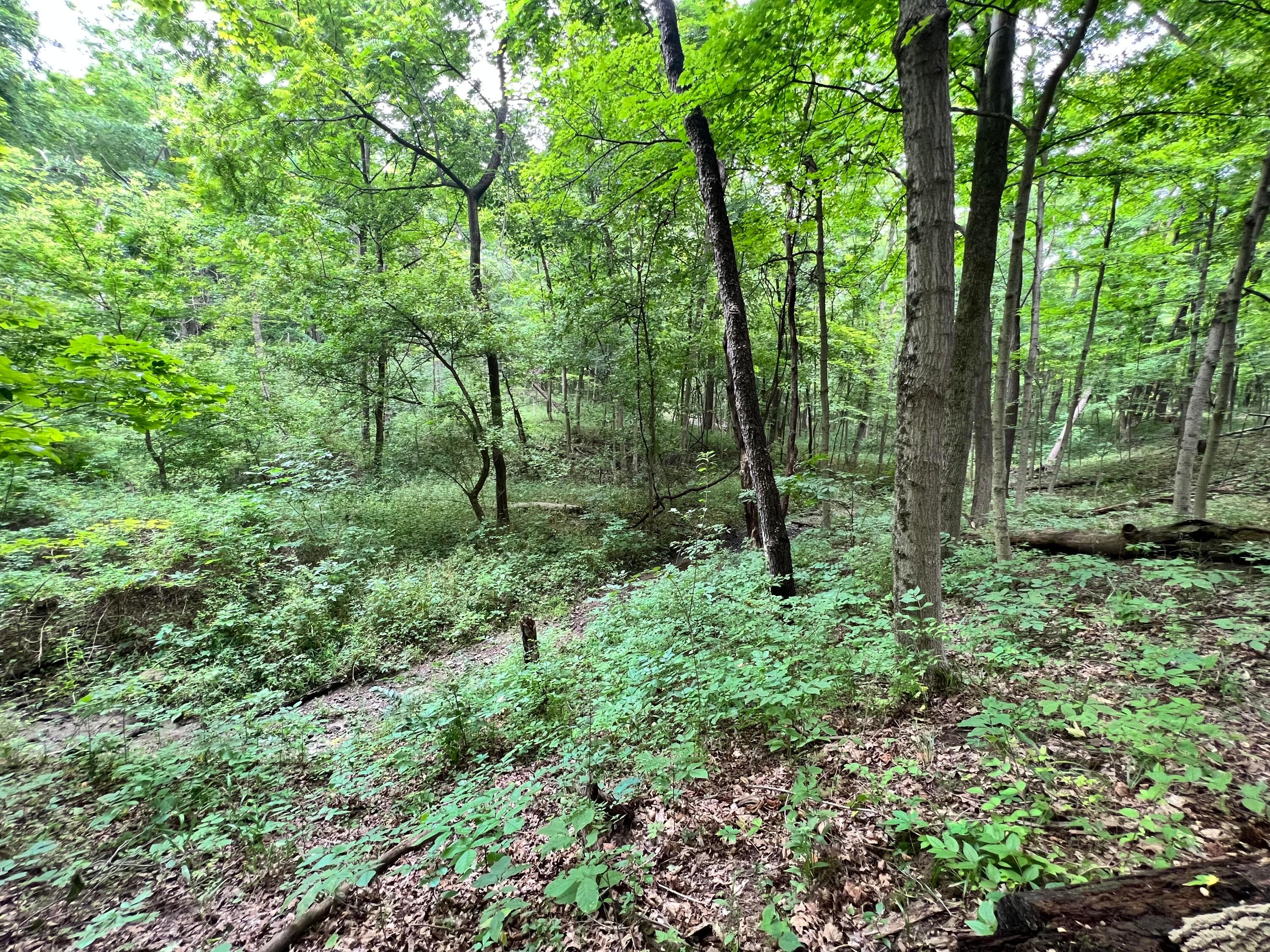 Lot 5 Royalton Road Southwest Lancaster, OH 43130 - Photo 10 of 12 10.07 Wooded Acres