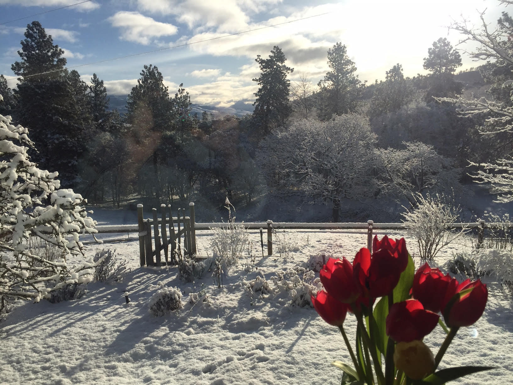 7017 Dark Hollow Road Medford, OR 97501 - Photo 72 of 74 tulips in snow