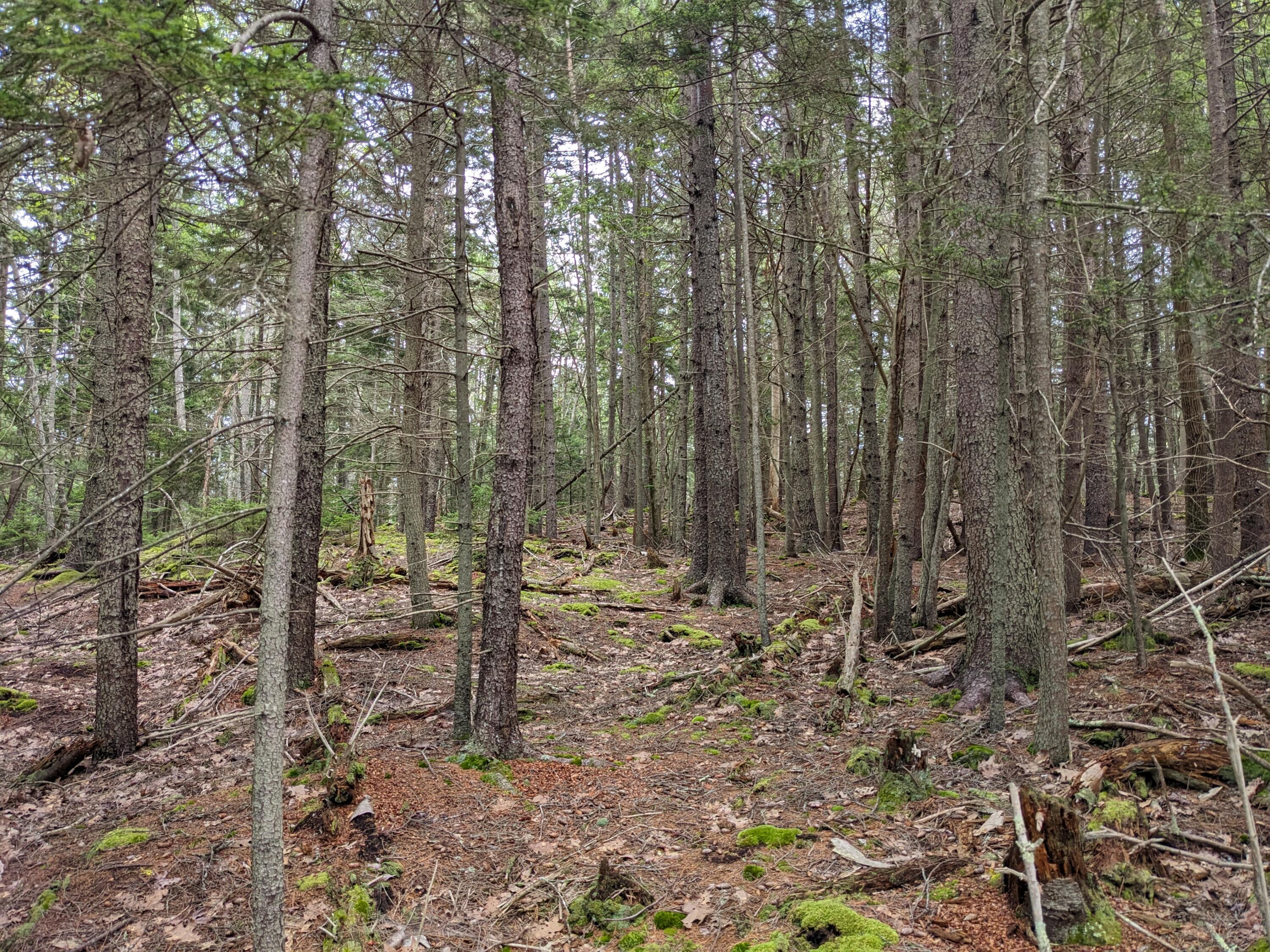 0 Doughty Point Road Harpswell, ME 04079 - Photo 9 of 10 PXL_20230719_190122314