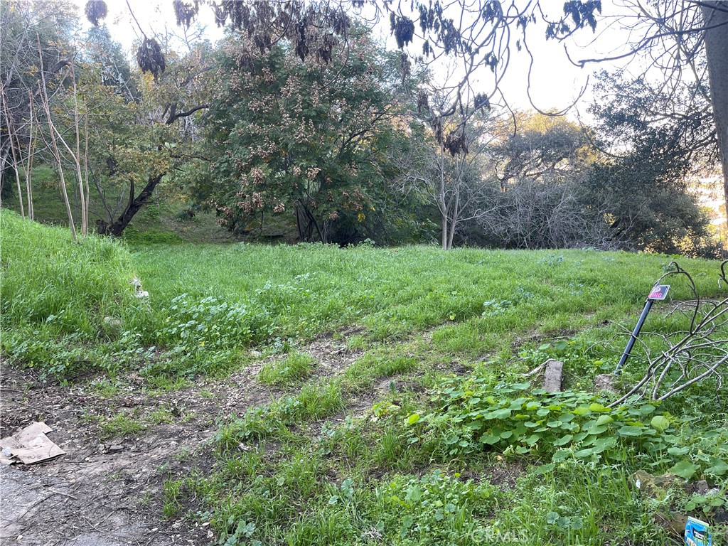 1599 Landa Street Los Angeles, CA 90039 - Photo 3 of 8 a view of a yard with a tree