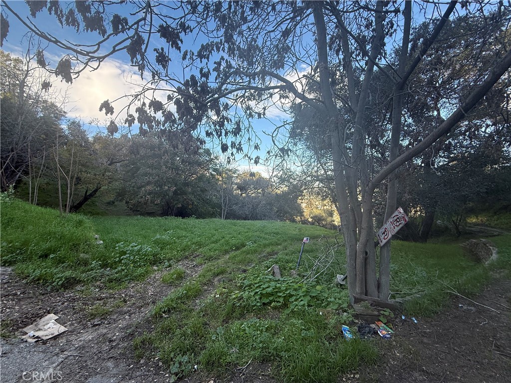 1599 Landa Street Los Angeles, CA 90039 - Photo 5 of 8 a view of a yard with a tree