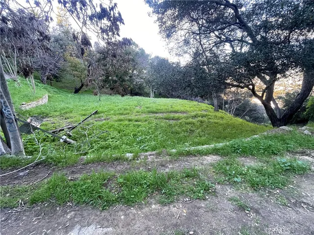 a view of a garden with large trees