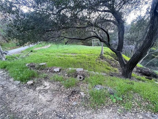 a view of a garden with a tree