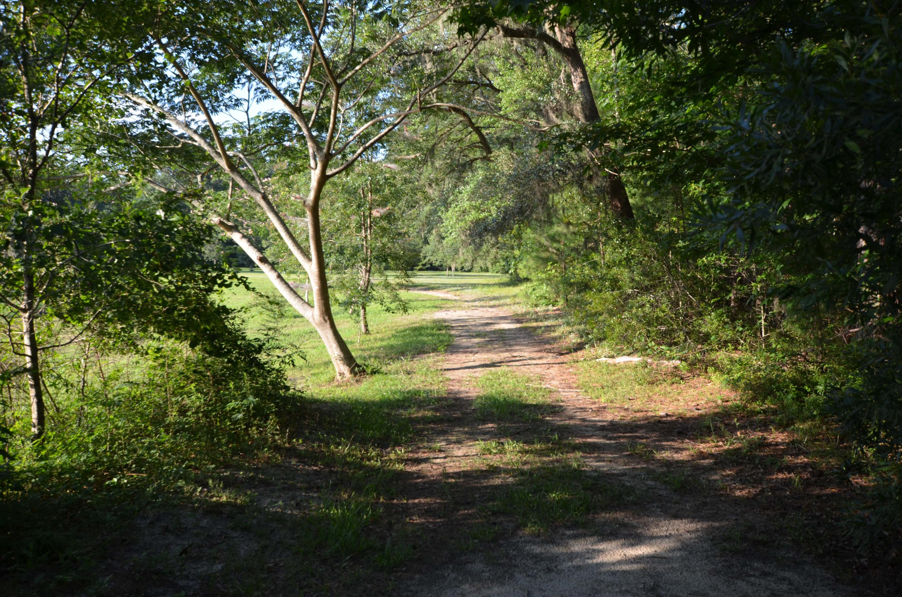1189 County Rd S-22-476 Georgetown, SC 29440 - Photo 11 of 13 Road