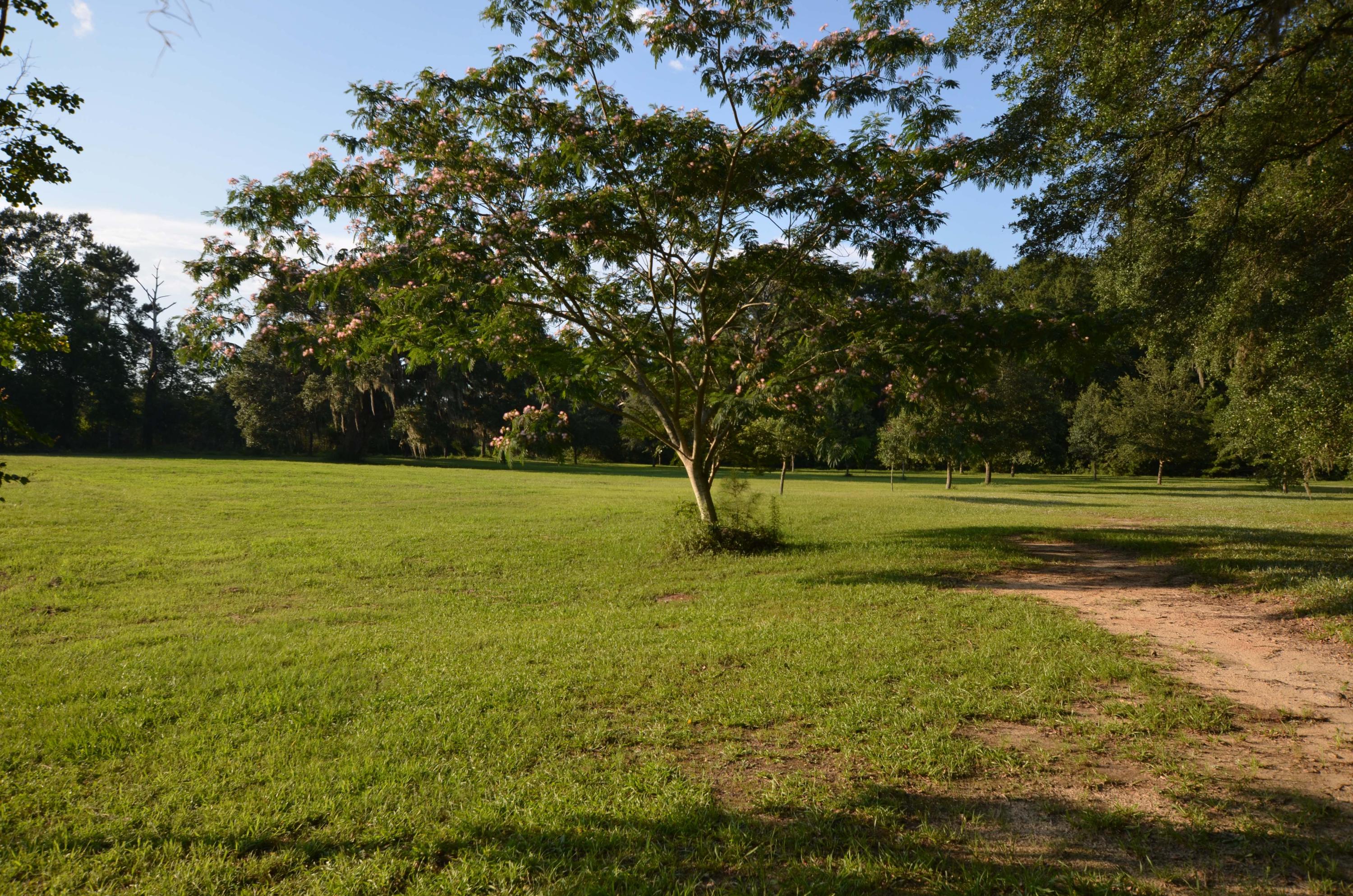 1189 County Rd S-22-476 Georgetown, SC 29440 - Photo 5 of 13 mimosa