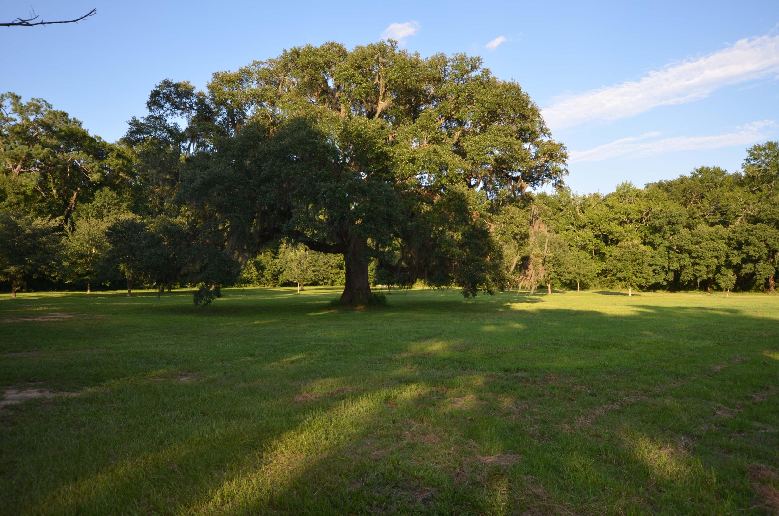 1189 County Rd S-22-476 Georgetown, SC 29440 - Photo 6 of 13 oak