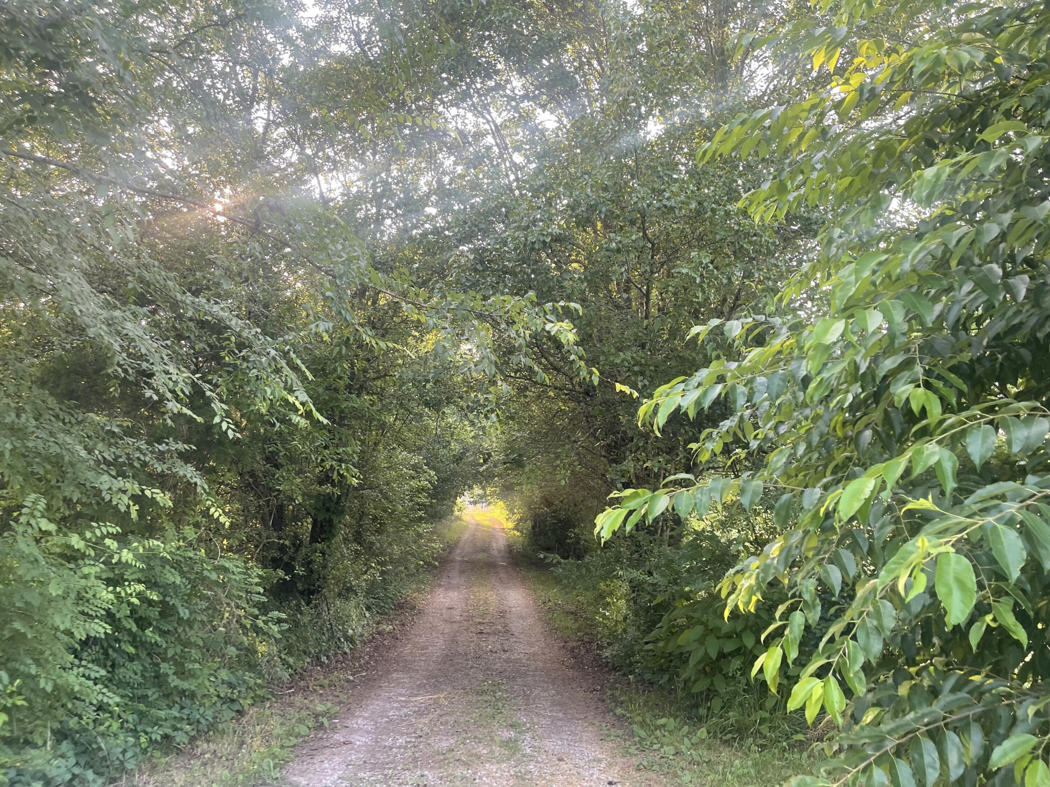 0 State Highway North Decatur, TN 37322 - Photo 2 of 4 a view of a forest with lots of trees