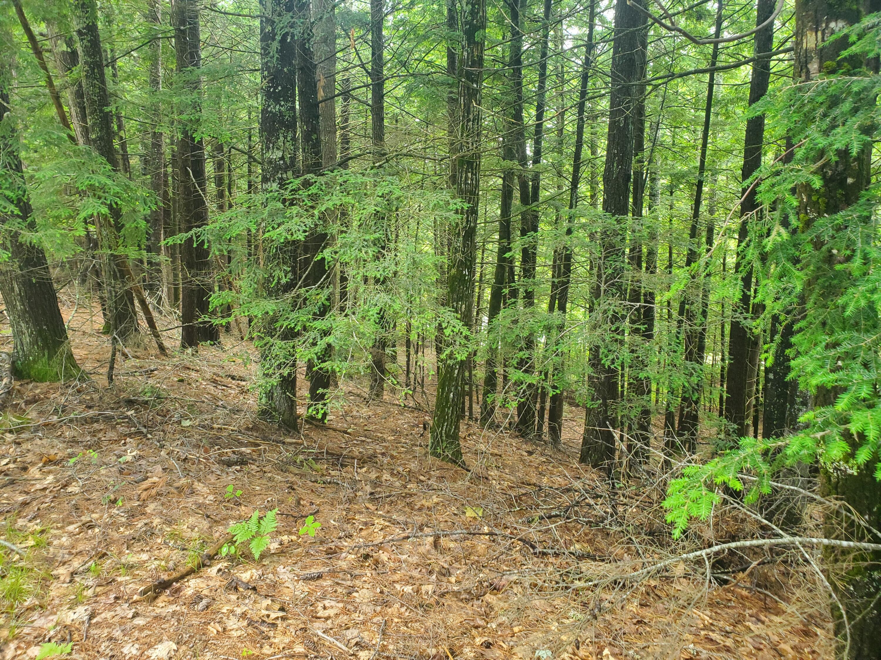 Lot #36 Beaver Brook Road Limerick, ME 04048 - Photo 10 of 18 20260626_133958