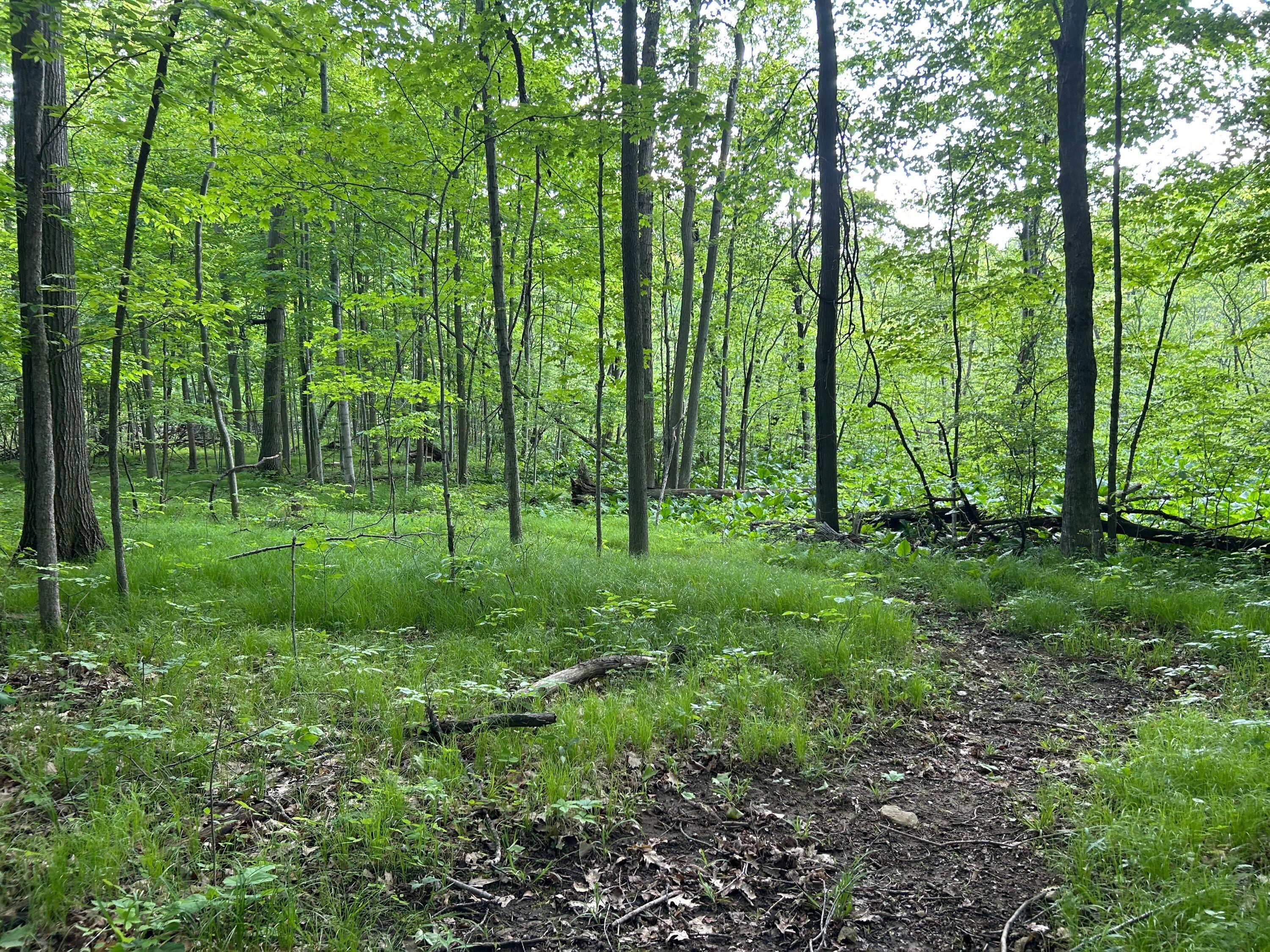 15300 Rome Road Manitou Beach, MI 49253 - Photo 22 of 59 IMG_2965