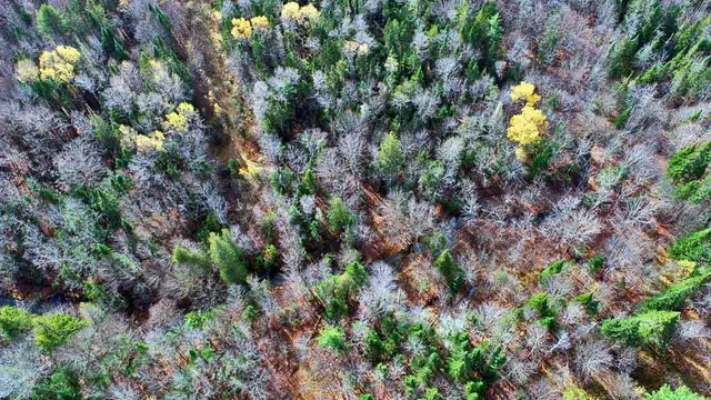 $70,000 | Lot 8-9 South Mill Road, Smyrna Mills, ME 04780