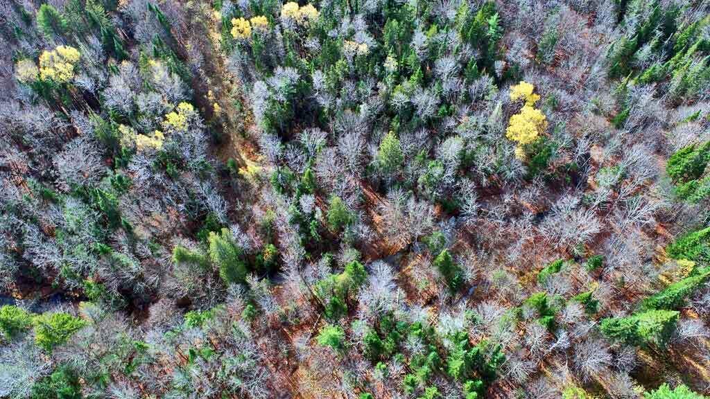 Lot 8-9 South Mill Road Smyrna Mills, ME 04780 - Photo 19 of 43 forest-land-in-maine