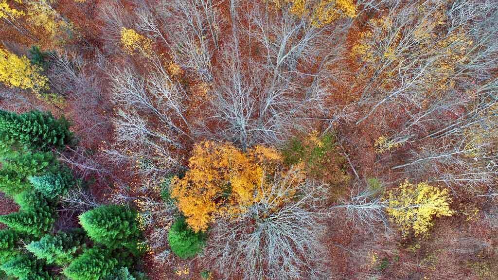Lot 8-9 South Mill Road Smyrna Mills, ME 04780 - Photo 23 of 43 mixed-woods-aroostook-me