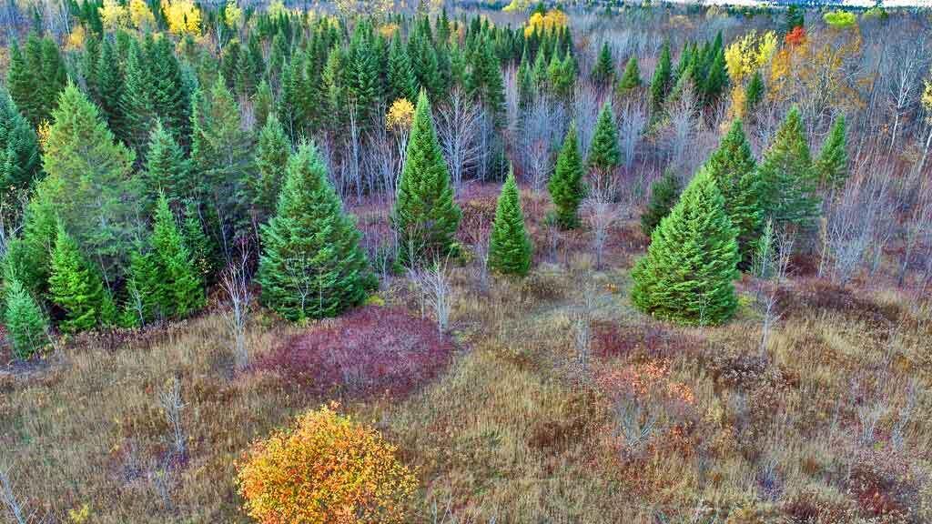 Lot 8-9 South Mill Road Smyrna Mills, ME 04780 - Photo 24 of 43 free-christmas-tree-me-land