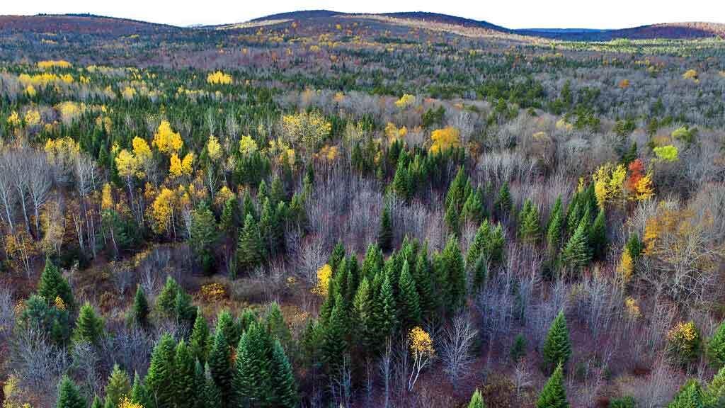 Lot 8-9 South Mill Road Smyrna Mills, ME 04780 - Photo 33 of 43 me-land-for-cabin