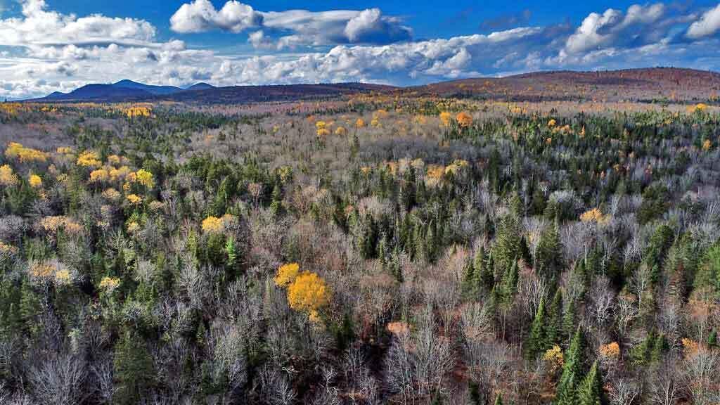 Lot 8-9 South Mill Road Smyrna Mills, ME 04780 - Photo 34 of 43 mixed-woods-moro-aroostook
