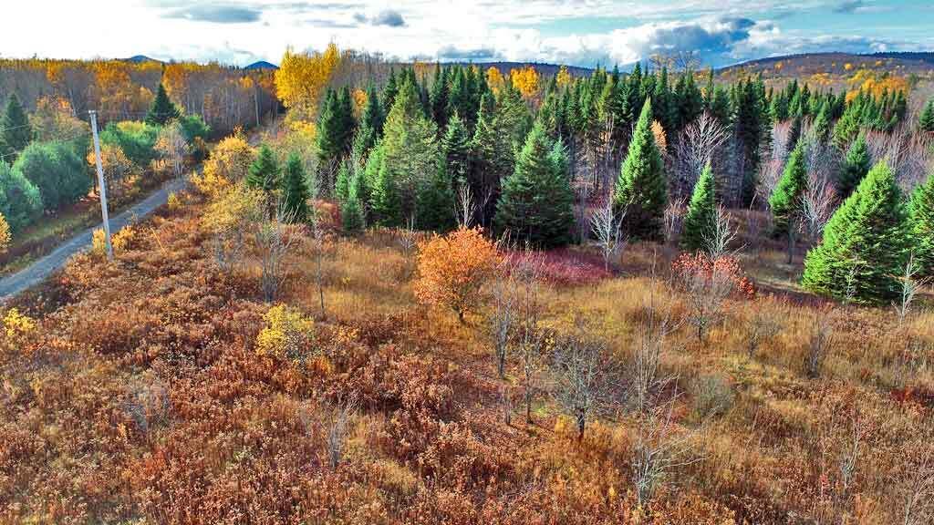 Lot 8-9 South Mill Road Smyrna Mills, ME 04780 - Photo 35 of 43 mix-field-woods-land