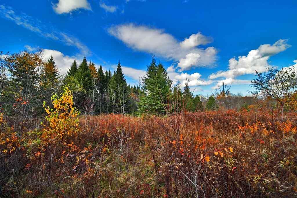 Lot 8-9 South Mill Road Smyrna Mills, ME 04780 - Photo 10 of 43 land-for-camp-hunting