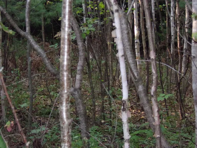 $69,000 | Fenn Way Circle, Unit 32, Bath, NH 03740