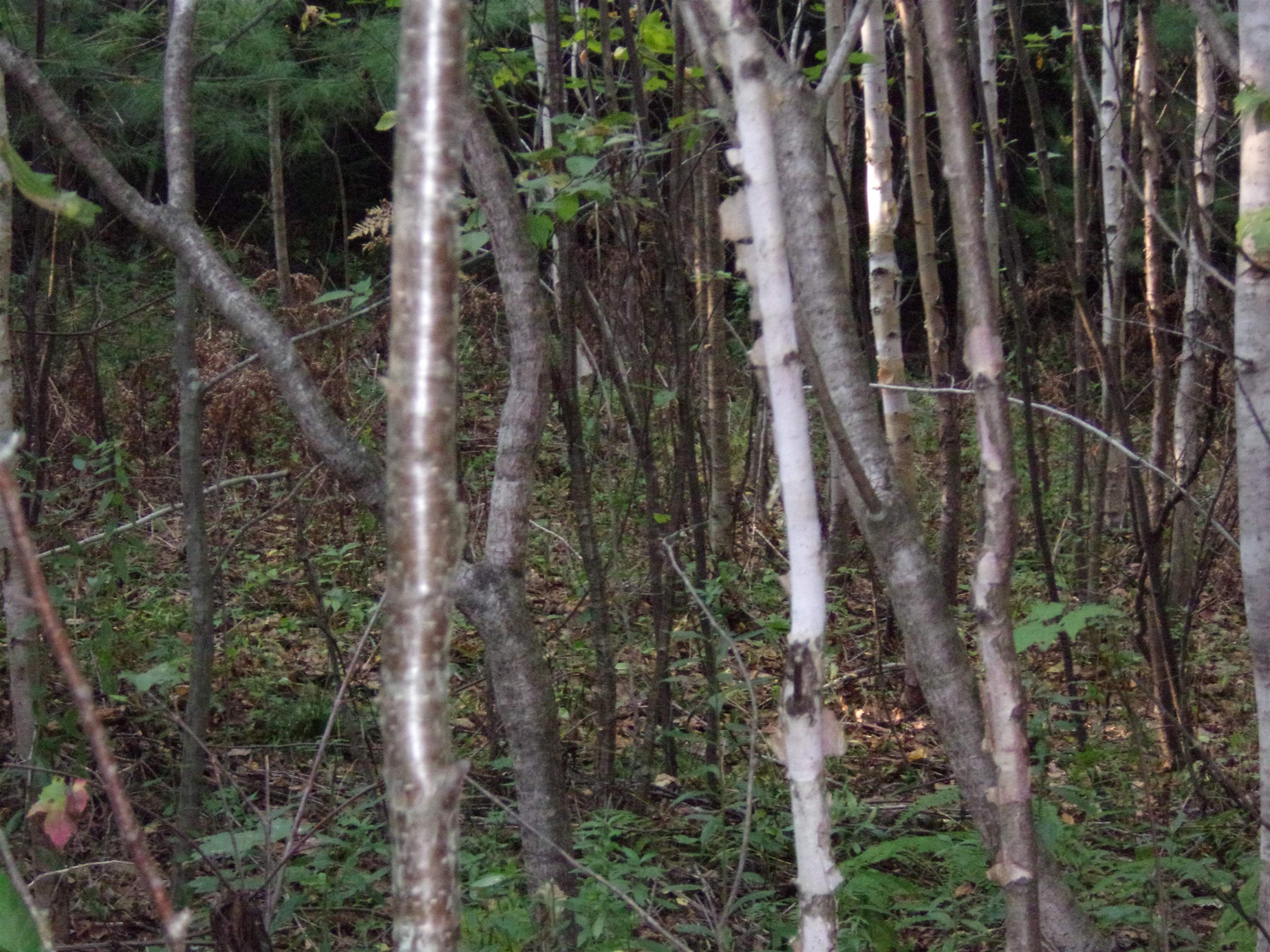 Fenn Way Circle, Unit 32 Bath, NH 03740 - Photo 9 of 13