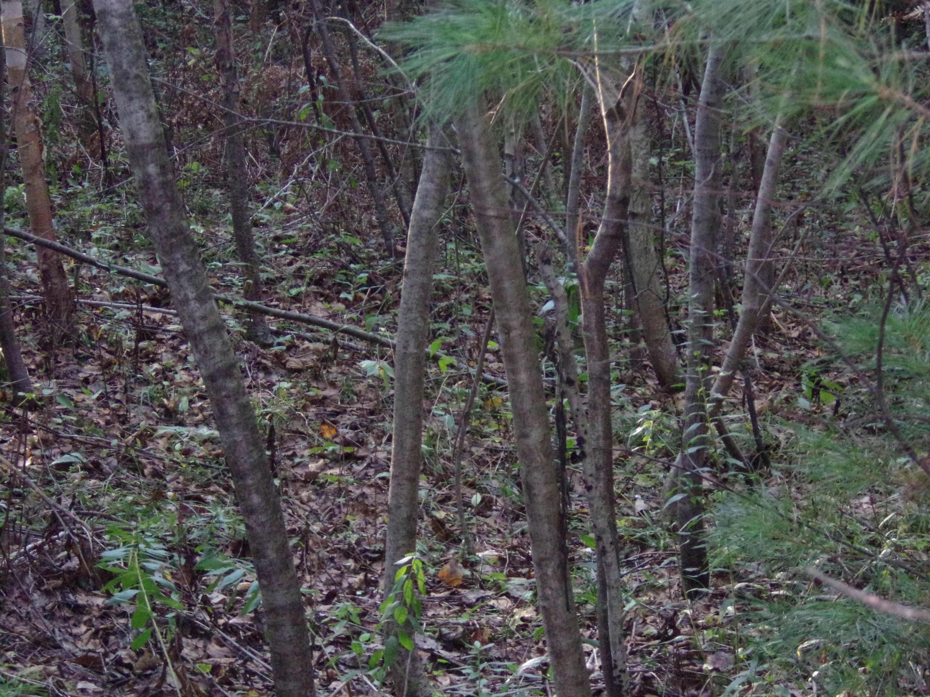 Fenn Way Circle, Unit 32 Bath, NH 03740 - Photo 10 of 13