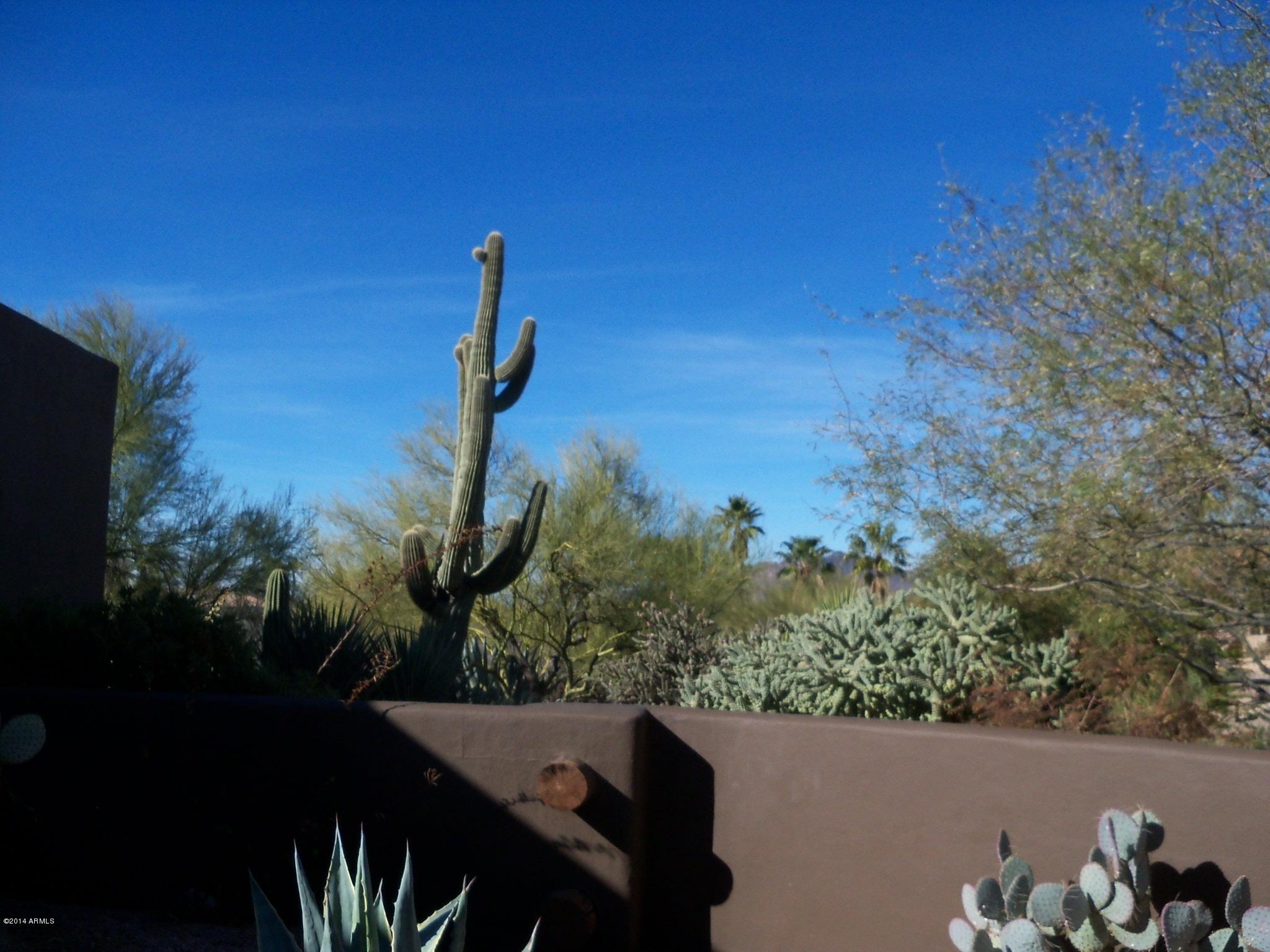 36619 Wild Flower Road Carefree, AZ 85377 - Photo 25 of 25 Native Vegetation